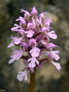 Detalle de la inflorescencia en 2011 del ejemplar murciano conocido de Orchis conica