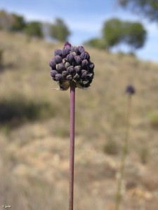 Ajo de flor negra (Allium melananthum) en la Microrreserva propuesta en Cobatillas (Murcia)