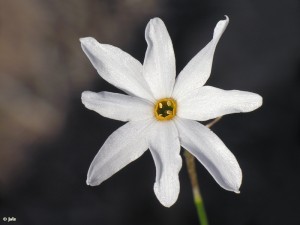 Raro narciso de otoño de ocho pétalos