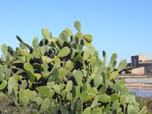 Opuntia-maxima-palas-palera-chumbera-Marchamalo