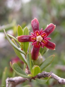 Periploca angustifolia-cornical