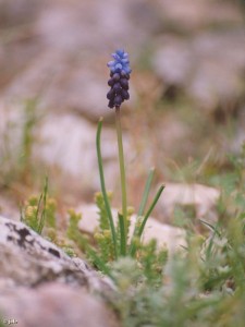 Muscari-atlanticum-Arroyo-Tercero