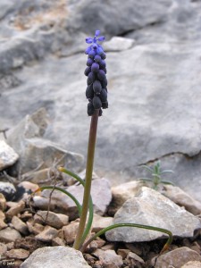 Muscari-atlanticum-Puerto-la-Tia-Lucia