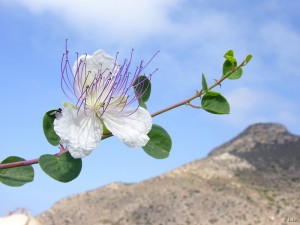 Capparis-zoharyi-Monte-San-Julian-bolas-Fertiberia