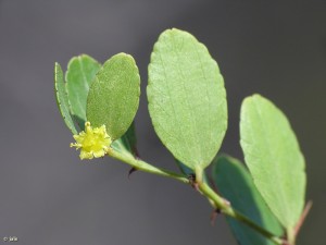 Arto-azufaifo-Ziziphus-lotus-hojas-flor