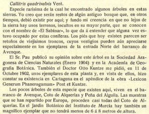 Callitris-quadrivalvis-Tetraclinis articulata-Jardin-Botanico-Instituto-Murcia-Malecon- Jimenez-Munuera-1908