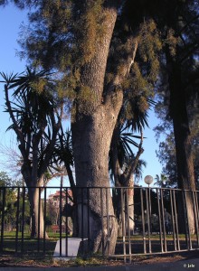 Sabina-Jardin-Botanico-Malecon-Murcia-Tetraclinis-articulata