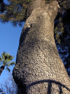 Sabina-Jardin-Botanico-Malecon-Murcia-Tetraclinis-articulata-tronco