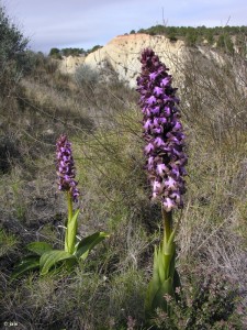 Barlia-robertiana-subdesiertos-Puerto-de-la-Cadena