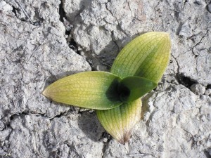 Ophrys-speculum-hojas-casi-marchitas-subdesiertos-Puerto-de-la-Cadena