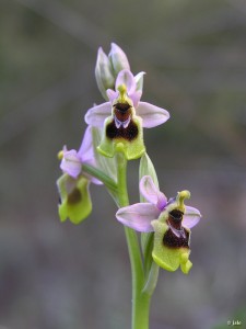 Ophrys-tenthredinifera-arroyo-Puerto-de-la-Cadena
