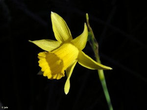 Flor-narciso-Villafuerte-Narcissus-nevadensis-enemeritoi-Moratalla-Murcia-vista-frontolateral