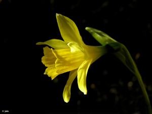 Flor-narciso-Villafuerte-Narcissus-nevadensis-enemeritoi-Moratalla-Murcia-vista-lateral