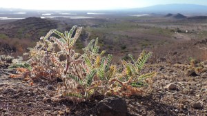 Astragalus-nitidiflorus-mayo-2004-Cabezo-Negro