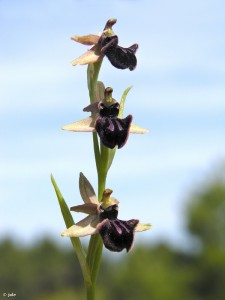 Ophrys-incubacea-inflorescencia