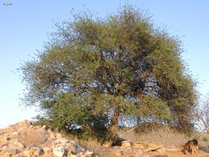 Argan-Argania-spinosa-Molina-de-Segura-Murcia