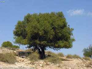 Argan-Argania-spinosa-Santa-Faz-Alicante