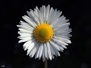 Bellis-sylvestris