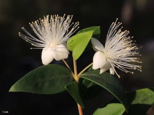 Myrtus-communis