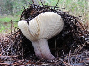 Chivato (Russula torulosa)