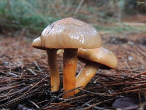 Pata de perdiz (Chroogomphus rutilus)