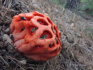 Rejas del diablo (Clathrus ruber)