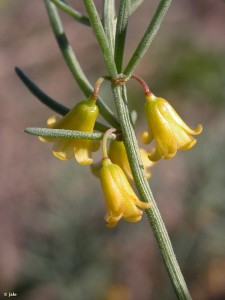 Esparraguera del Mar Menor (Asparagus macrorrhizus)