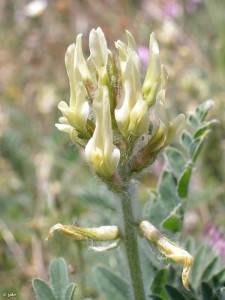 Garbancillo de Tallante (Astragalus nitidiflorus)