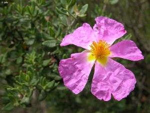 Jara de Cartagena (Cistus heterophyllus subsp. carthaginensis) 