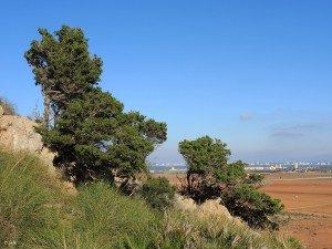 Tetraclinis-articulata-Callitris-quadrivalvis-Sandarac-tree-Barbary-thuja-Araar-Cipres-Sabina-Cartagena