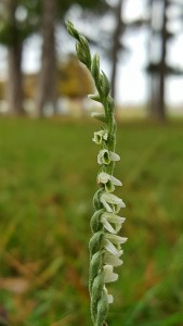 2015-10-02-Spiranthes-spiralis-Campas-Olarizu-Vitoria-Gasteiz