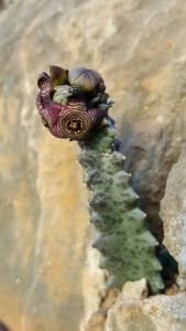 2015-10-12-Caralluma-europea-Chumberillo-de-lobo-Cabezo-Gordo