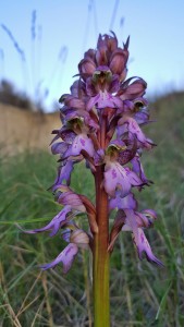 2016-01-16-Barlia-robertiana-Orquidea-gigante-Puerto-de-la-Cadena