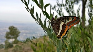 2016-01-23-Charaxes-jasius-Mariposa-del-madroño-cortafuegos-Sierra-Cresta-del-Gallo