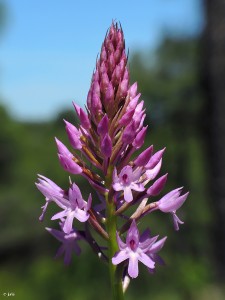 Anacamptis-pyramidalis-Burete-Cehegin