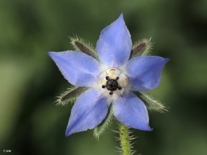 Borago-officinalis-borraja