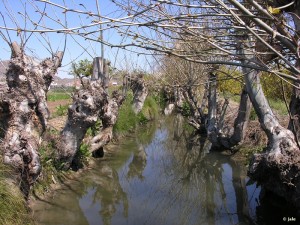 Huerta-de-Murcia-El Esparragal-acequia-Pitarque