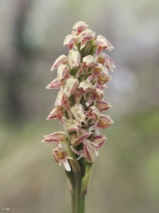 Neotinea-maculata-Sierra-Burete-Cehegin