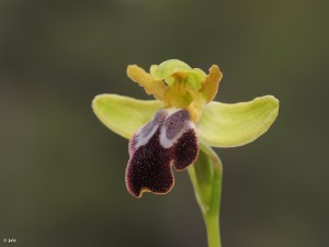 Ophrys-fusca-lupercalis-forestieri