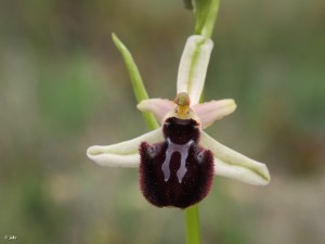 Ophrys-incubacea-Sierra-Burete