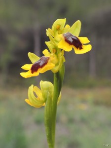 Ophrys-lutea-Sierra-Burete-Cehegin