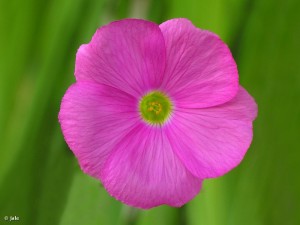 Oxalis-bowiei-vinagrillo-flores-rosas