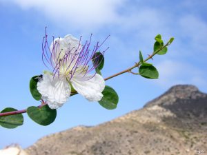 Capparis-zoharyi-tapenera-Sierra-Minera