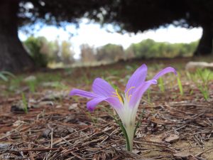 merendera-filifolia-mar-de-cristal-cartagena-upct-3100