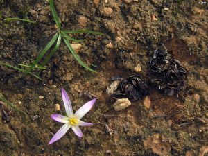 merendera-filifolia-mar-de-cristal-cartagena-flor-hojas-bulbos-superficiales