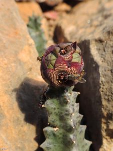 Flores y polinizadores de chumberillo de lobo (Caralluma europaea)