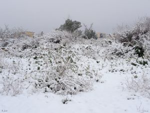 Nevada en El Palmar (4 cm de nieve)