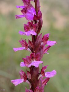 La primera orquídea híbrida Anacamptis x dafnii nothosubsp. solanoi de las Sierras de Cartagena. Detectada por Pedro Solano, en la Colada del Cedadero (Cartagena), el 23 de enero de 2016 