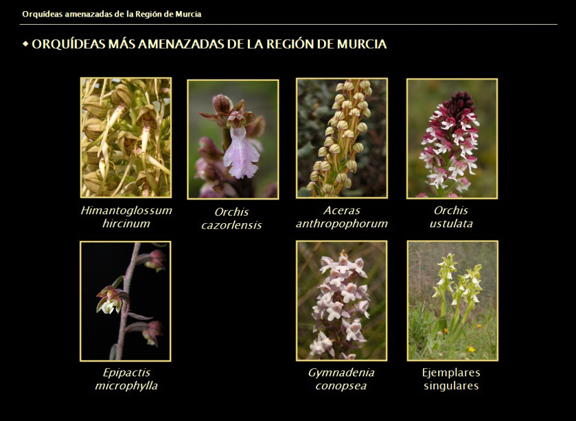 http://www.lopezespinosa.com/joseantonio/orquideas/Diapositiva_charla_orquideas_amenazadas.jpg