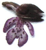detalle de la flor de Orchis purpurea